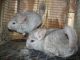 Chinchilla Rodents for sale in Buford, GA, USA. price: NA