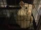 Chinchilla Rodents for sale in Hatfield, PA 19440, USA. price: NA