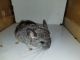 Chinchilla Rodents for sale in Augusta, GA, USA. price: $175
