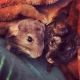 Chinchilla Rodents for sale in New York, NY 10032, USA. price: $400