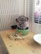 Chinchilla Rodents for sale in West Palm Beach, FL, USA. price: NA
