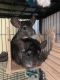Chinchilla Rodents for sale in Mt Airy, MD 21771, USA. price: NA