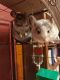 Chinchilla Rodents for sale in Whitewater, WI 53190, USA. price: $350