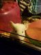 Chinchilla Rodents for sale in Scottdale, PA 15683, USA. price: NA