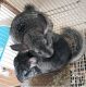 Chinchilla Rodents for sale in South Ogden, UT 84403, USA. price: NA
