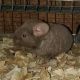 Chinchilla Rodents for sale in Augusta, GA, USA. price: NA