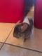 Chinchilla Rodents for sale in Naples, FL, USA. price: NA