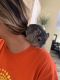 Chinchilla Rodents for sale in Griffin, GA, USA. price: NA