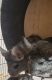 Chinchilla Rodents for sale in Fort Wayne, IN, USA. price: $80