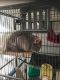 Chinchilla Rodents for sale in Pulaski, VA 24301, USA. price: NA