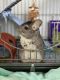 Chinchilla Rodents for sale in Edmond, OK 73013, USA. price: NA