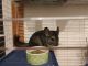 Chinchilla Rodents for sale in Curtice, OH, USA. price: NA