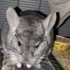 Chinchilla Rodents for sale in Albany, NY, USA. price: $80