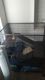 Chinchilla Rodents for sale in Anthem, Phoenix, AZ, USA. price: $550