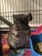 Chinchilla Rodents for sale in Macon, GA, USA. price: $300