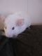 Chinchilla Rodents for sale in Toledo, OH, USA. price: NA