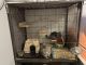 Chinchilla Rodents for sale in Walker, MI, USA. price: $700