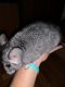 Chinchilla Rodents for sale in Upper West Side, New York, NY, USA. price: $250