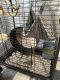 Chinchilla Rodents for sale in Cocoa, FL, USA. price: NA