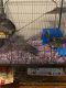 Chinchilla Rodents for sale in Chicago, IL 60612, USA. price: NA