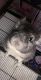 Chinchilla Rodents for sale in Whitehall, OH, USA. price: NA