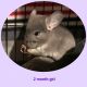 Chinchilla Rodents for sale in New Philadelphia, OH 44663, USA. price: NA