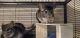 Chinchilla Rodents for sale in Jonesboro, GA, USA. price: NA