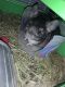 Chinchilla Rodents for sale in Bend, OR 97701, USA. price: $300