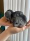 Chinchilla Rodents for sale in Dallas, TX, USA. price: $115