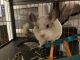 Chinchilla Rodents for sale in Huntingtown, MD 20639, USA. price: NA