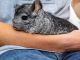 Chinchilla Rodents for sale in Moultrie, GA, USA. price: NA
