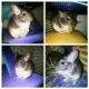 Chinchilla Rodents for sale in 18 N Greenbush Rd, West Nyack, NY 10994, USA. price: $50