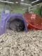 Chinchilla Rodents for sale in Erlanger, KY, USA. price: $200