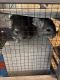 Chinchilla Rodents for sale in Dearborn Heights, MI 48127, USA. price: NA