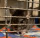 Chinchilla Rodents for sale in Gainesville, FL, USA. price: NA