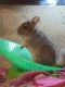 Chinchilla Rodents for sale in Fort Lauderdale, FL, USA. price: $200