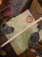 Chinchilla Rodents for sale in Yale, MI 48097, USA. price: $800