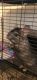 Chinchilla Rodents for sale in 6115 Tidewater Dr, Norfolk, VA 23509, USA. price: $150