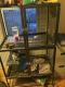 Chinchilla Rodents for sale in Lewiston, ME, USA. price: NA