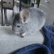Chinchilla Rodents for sale in New York, NY 10003, USA. price: NA