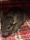 Chinchilla Rodents for sale in Arcade, NY 14009, USA. price: NA