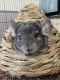 Chinchilla Rodents for sale in Cheyenne, WY, USA. price: NA