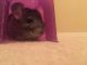 Chinchilla Rodents for sale in Las Vegas, NV, USA. price: $100