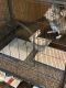 Chinchilla Rodents for sale in Disputanta, VA 23842, USA. price: $300
