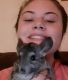 Chinchilla Rodents for sale in 165 Eric Christy Rd, Mt Washington, KY 40047, USA. price: $500
