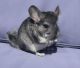 Chinchilla Rodents for sale in Fredericksburg, VA 22401, USA. price: $350