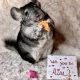 Chinchilla Rodents for sale in Portland, OR, USA. price: $175