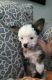 Chinese Crested Dog Puppies for sale in Panama City Beach, FL, USA. price: $100,000