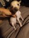 Chinese Crested Dog Puppies for sale in Mohave Valley, AZ 86440, USA. price: $400