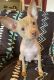 Chinese Crested Dog Puppies for sale in Eldred, PA 16731, USA. price: $450